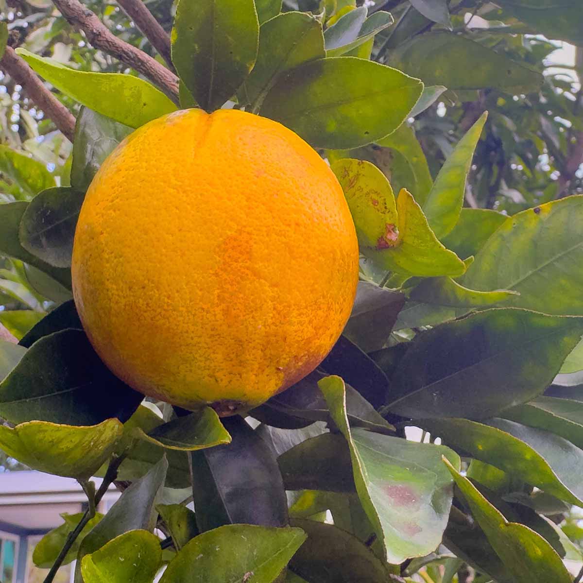 Existing citrus production on the property